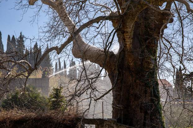 U Dubrovniku se zapalilo stablo staro 500 godina
