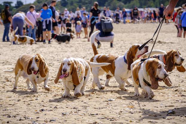 Norfolk: Preko 300 baseta i njihovih vlasnika sudjelovalo u godišnjem 'Waddleu' uz plažu od Wells-next-the-Sea do Holkhama