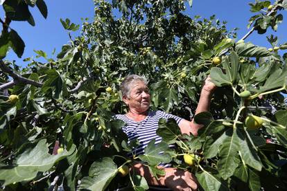 Sušenje smokava na tradicionalan način u Grebaštici