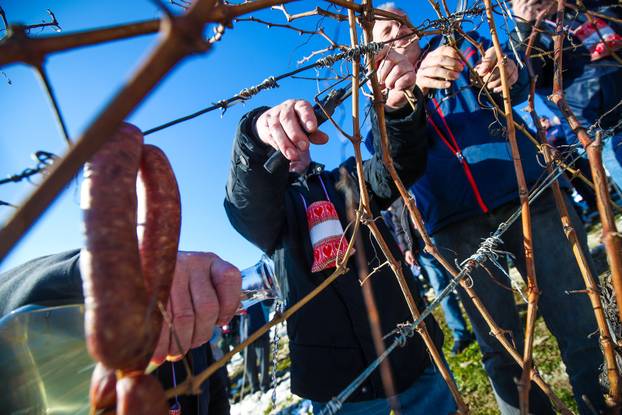 U Kašinskoj Sopnici održana ceremonija kićenja, zalijevanja i rezanja trsa povodom blagdana sv. Vinka