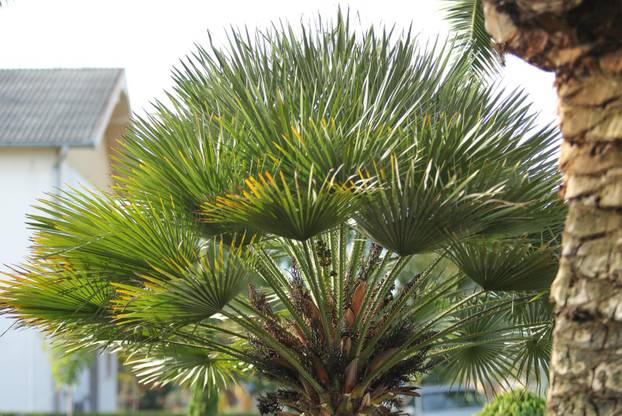 Egzotični vrt Igora Čupića