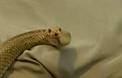 Njen ugriz ubija: Opasnu zmiju pronašao u krevetu  ispod deke