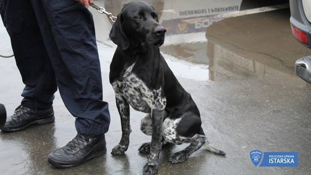 Policijska super njuška: Duks u Fažani kod dilera otkrio drogu