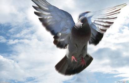 Indijska policija uhitila goluba: Sumnjiče ga da je špijunirao