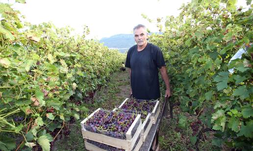 Pola uroda će propasti: Grožđe bacamo, centri prodaju uvozno