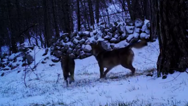 Ovo je iznimno rijetka snimka: Pogledajte vukove na Velebitu