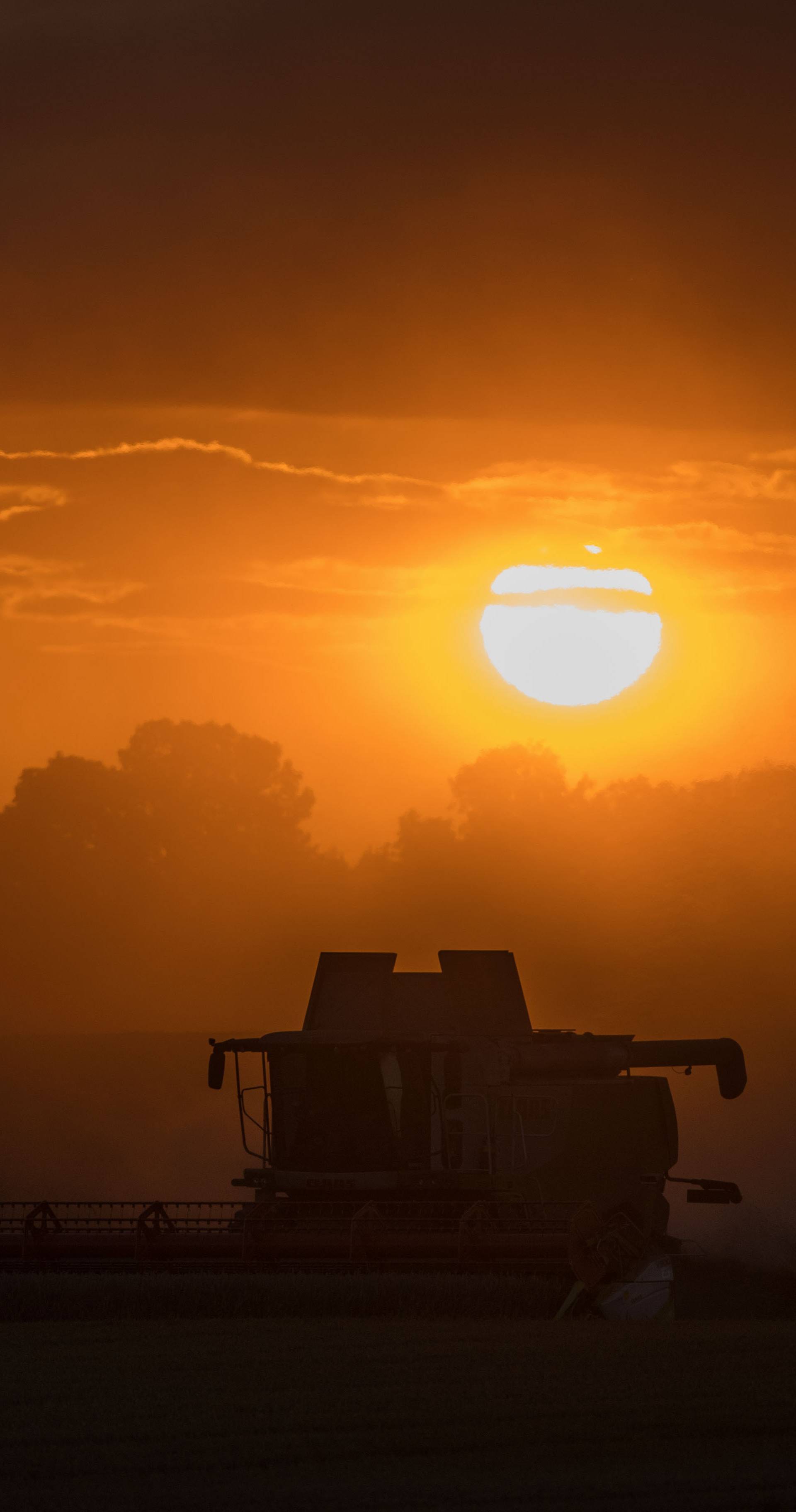 Corn harvest turns out smaller