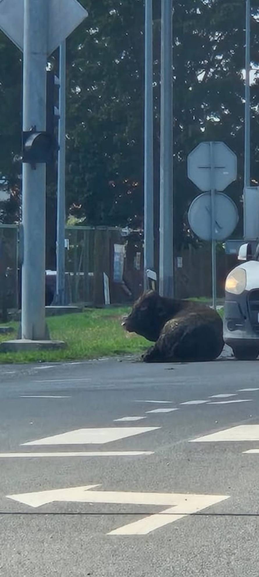 FOTO Tele čovjeku ispalo iz vozila u Ivanić Gradu: 'Ležalo je na cesti nasred raskrižja'