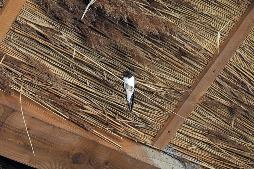 U Baškoj se uživa i ove jeseni