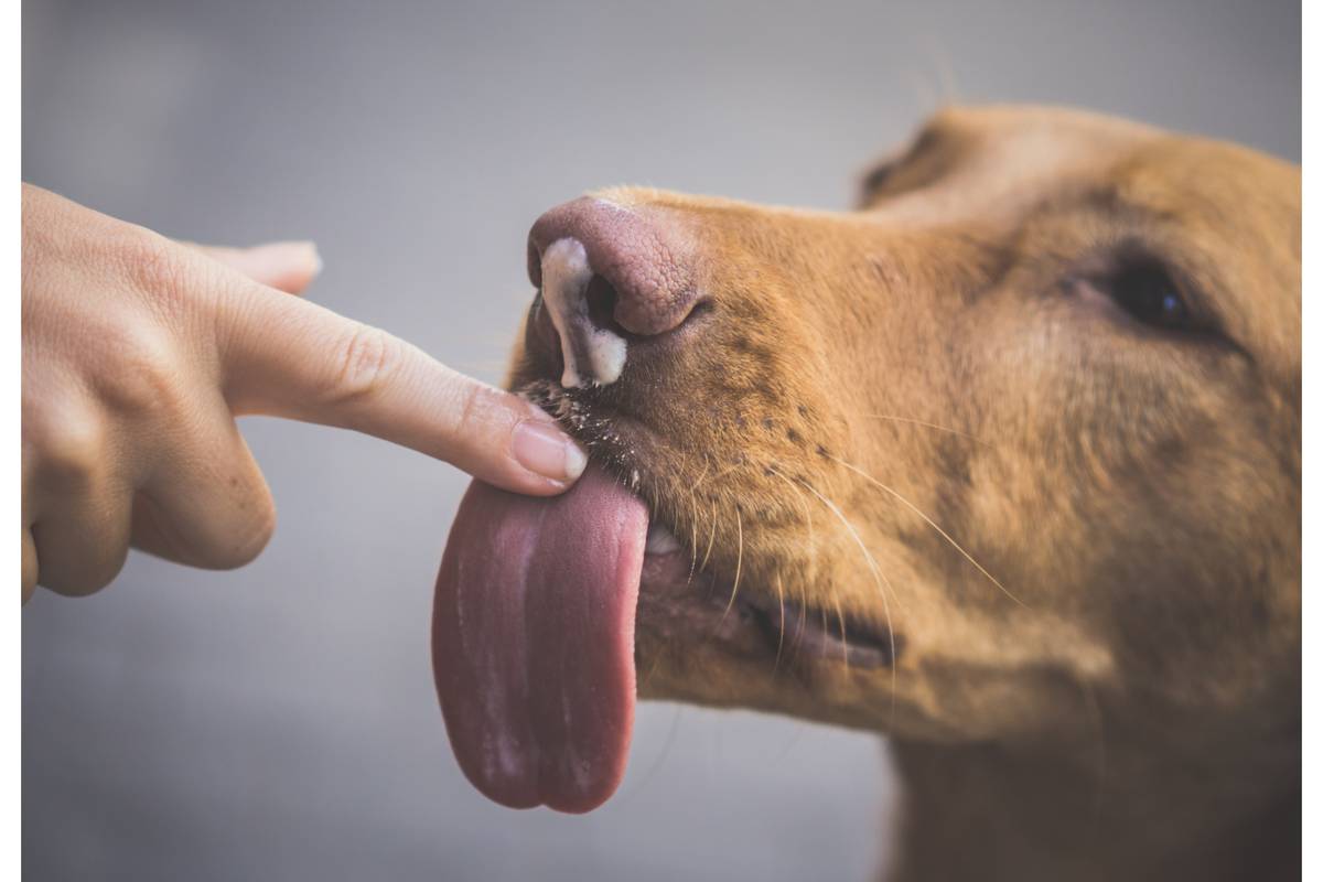 Zašto nas psi ližu? Stručnjaci dekodirali što nam time govore