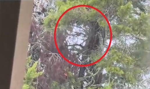 KRU&Zcaron;I VIDEO 'U kro&scaron;nji mi se ukazao Chuck Norris!' Plju&scaron;te komentari: To je Chuck Forrest!