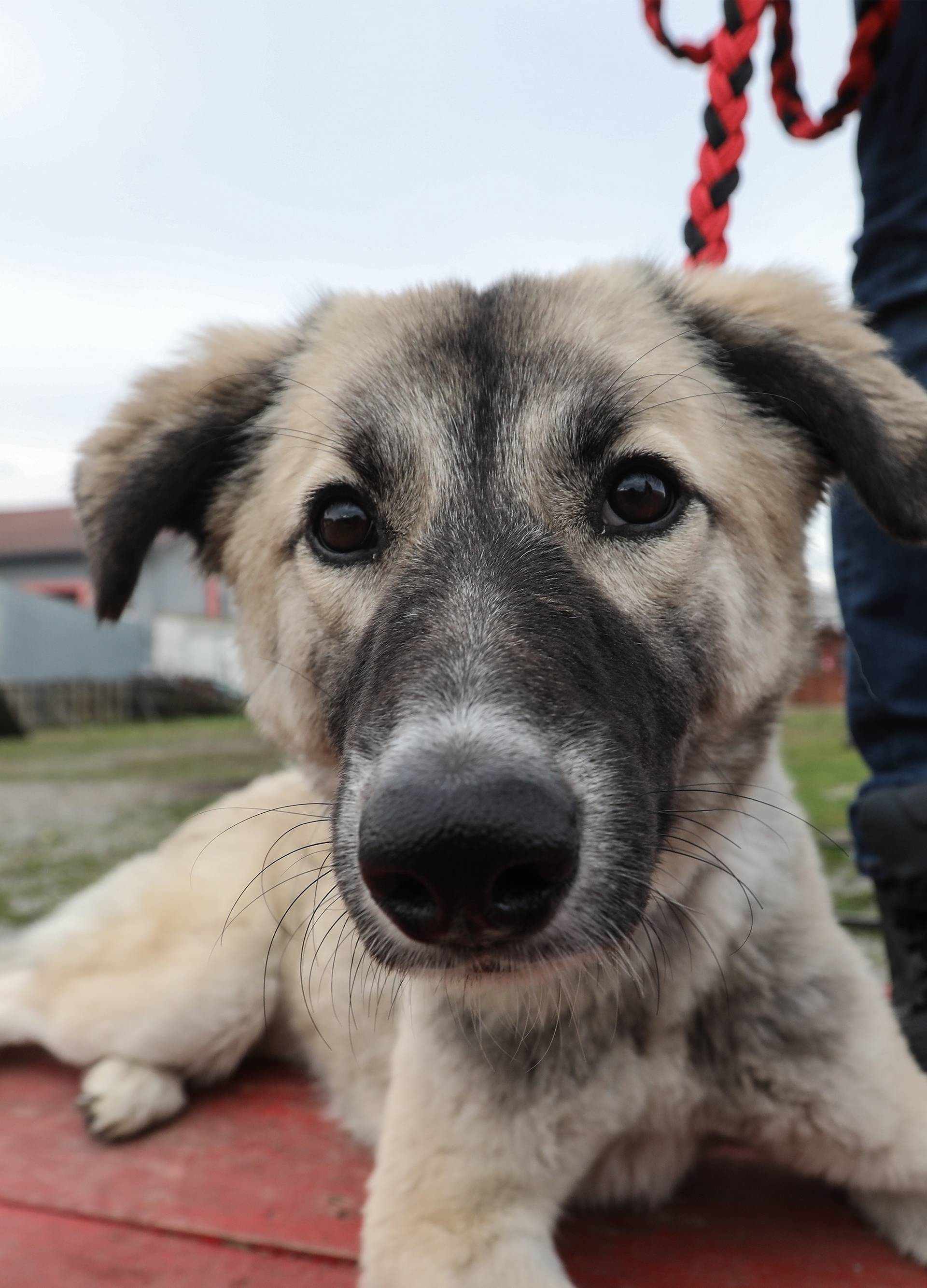 Čekala je 90 dana da opet vidi svog prijatelja iz Afganistana