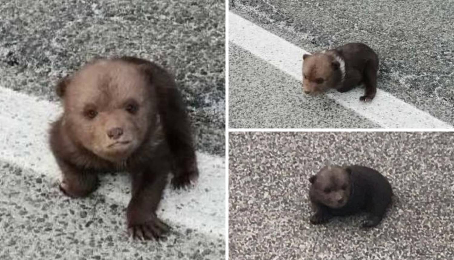 'Mislili smo da je plišani': Išli na posao i spasili malog medu