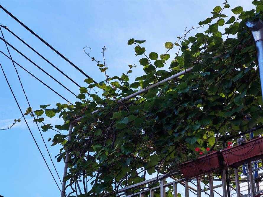 Isprobali smo Honor 400 Pro: Može baš sve kao duplo skuplji