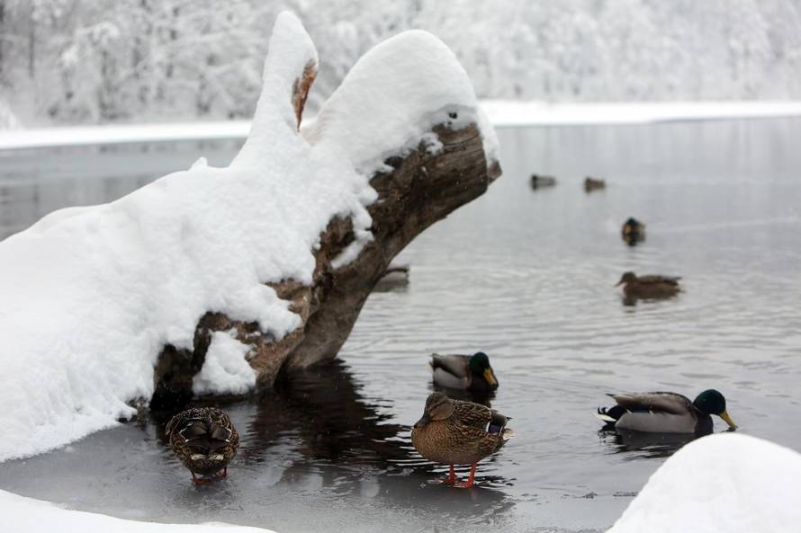 Netaknuta priroda PlitviÄkih jezera okovana snijegom i ledom