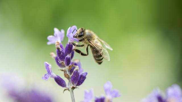 Honeybee on Lavender