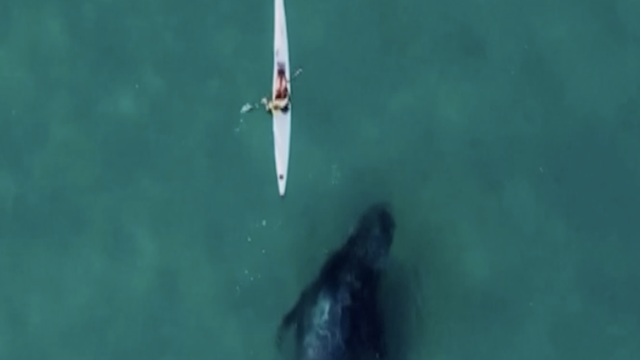 Znatiželjni kit pratio je kajakaša u blizini obale: 'To je podsjetnik da moramo cijeniti naše oceane'