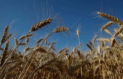 Moskva optužila zapad da priječi izvoz žitarica iz Ukrajine