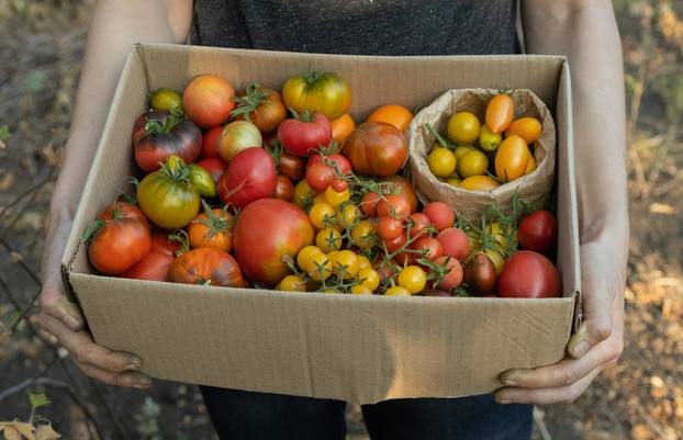 Farmer,Holds,A,Decomposable,Cardboard,Box,With,A,Ripe,Tomato