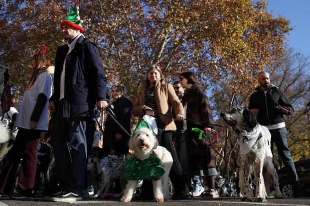 People and dogs take part in festive dog walk to raise money for flooded-hit Valencia shelters