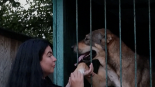 Ostavljeni u ratu: Ukrajinka ostala u Sloviansku kako bi brinula o napuštenim psima