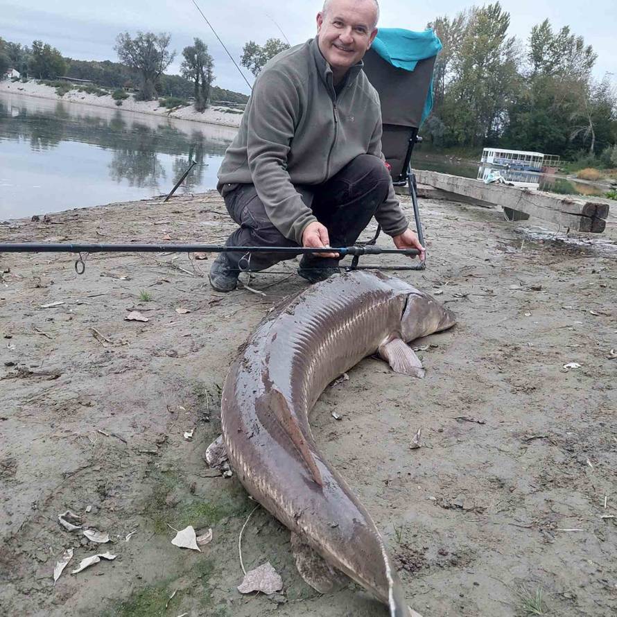 Ribič na Dravi upecao jesetru od 35 kilograma: 'Borili smo se 40 minuta, skakala je po rijeci'