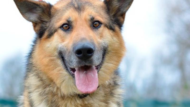 Upoznajte Amona – razigranog psa koji traži svoj dom