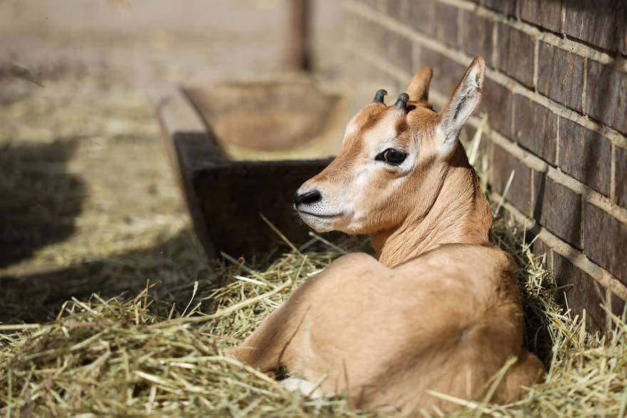 Sabljorogi oriks Pistacio novi je stanovnik ZOO Zagreb