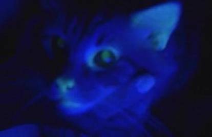 Stvorili su mačka kojemu njuška bliješti u mraku