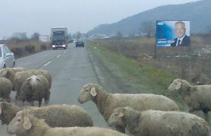 Ovce zaustavile promet ispred HDZ-ova plakata