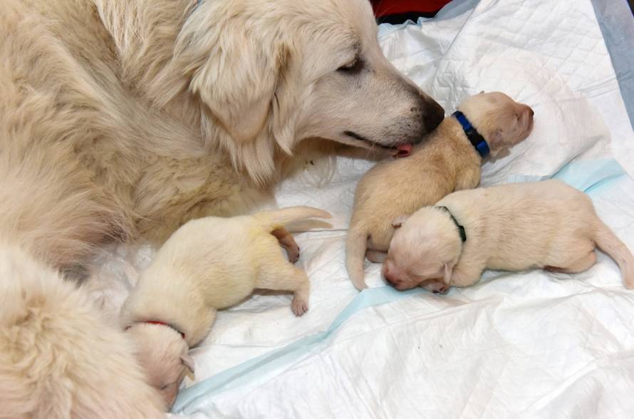 Odbacili skotnu kujicu: 'Lutala je, gladovala i smrzavala se...'