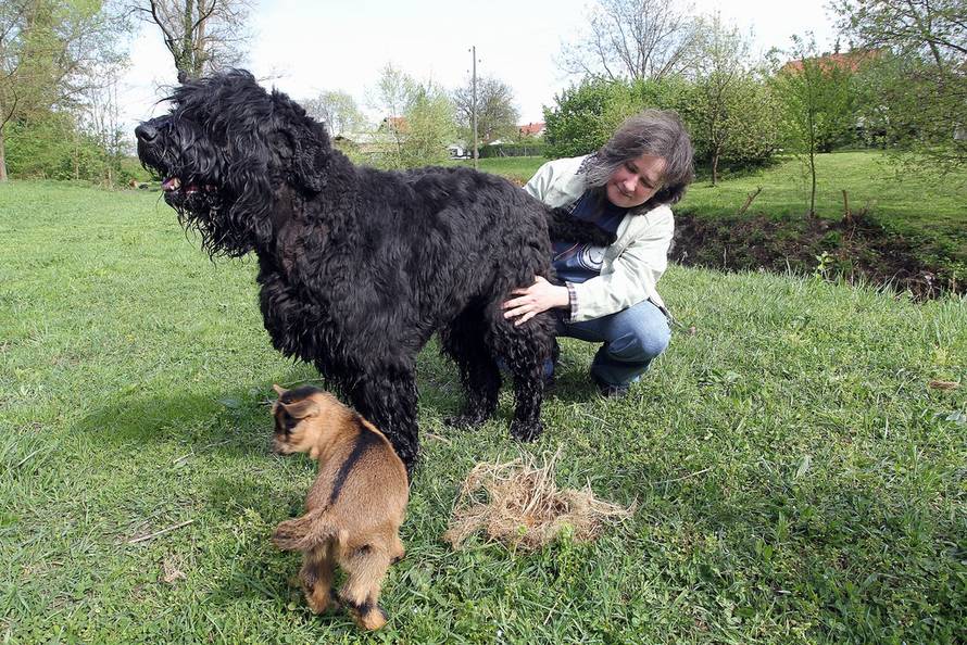 Željko Hladika/Pixsell