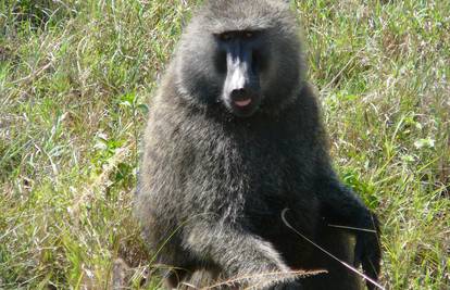 Njemački ZOO usmrtio zdrave babune, jedna prosvjednica zalijepila ruke za tlo kod ulaza