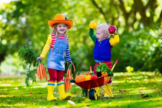 Kids picking vegetables on organic farm