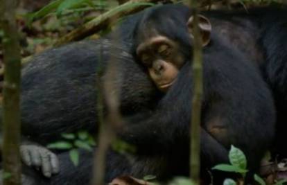 Nevjerojatna ljubav: Alfa mužjak glumi mamu maloj čimpanzi Oscaru