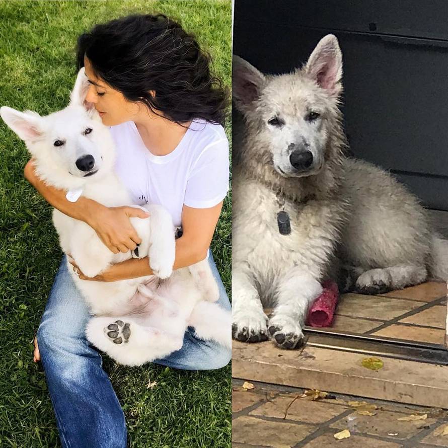 Udomila sovu: Salma Hayek se pohvalila novim članom obitelji