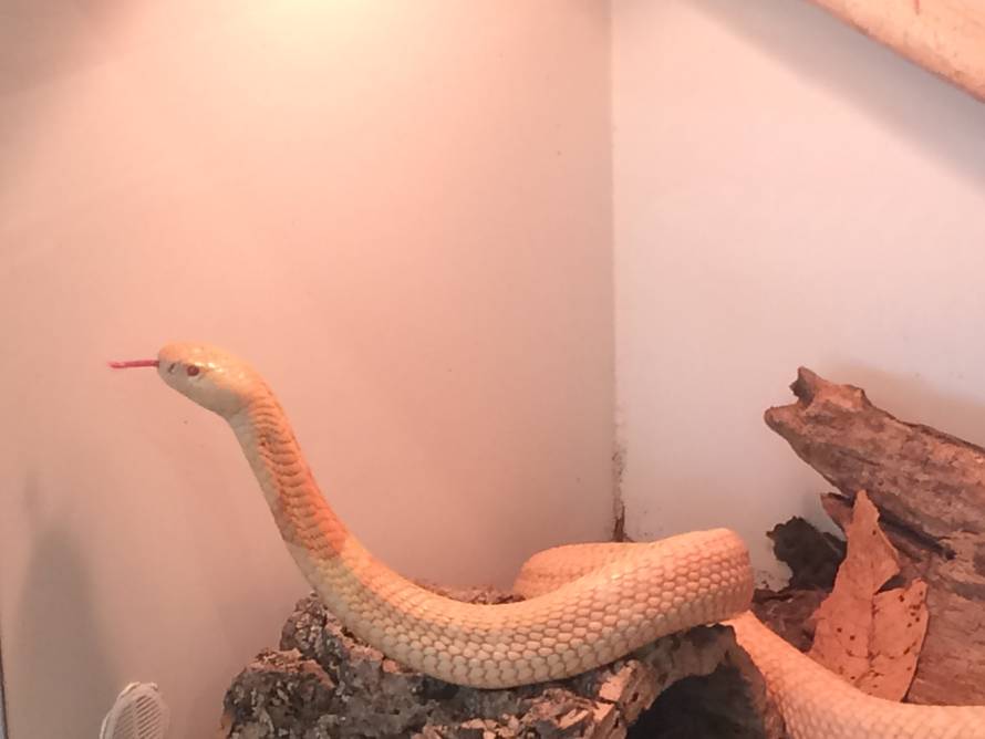 Crna mamba u Splitu:  Neke od ovih zmija iznimno brzo ubijaju