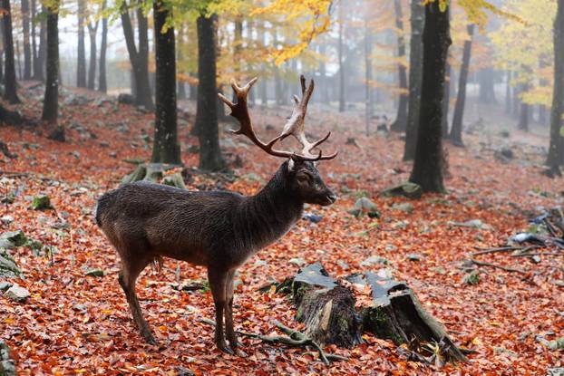 Delnice: Jeleni lopatari u park šumi Japlenški vrh