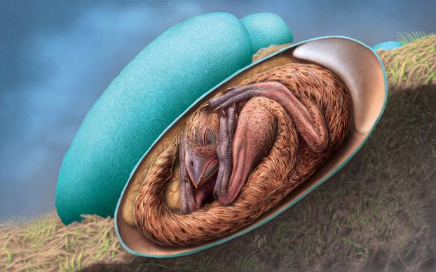 Dinosaur embryo discovered inside fossilised egg