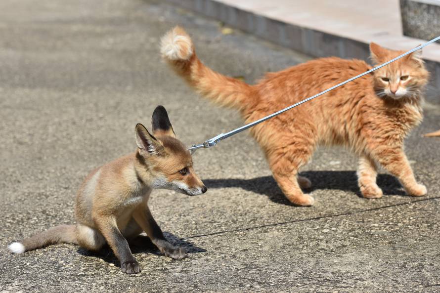 Ne daju ih nikome: Napušteni Leo i Lea sad su kućni ljubimci