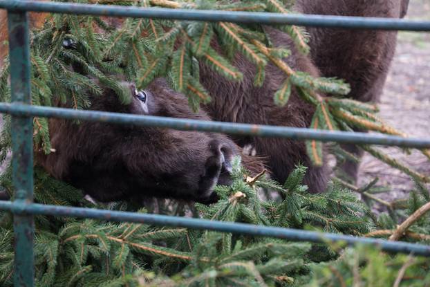 Životinjama u Zoološkom vrtu podijeljena raskićena drvca