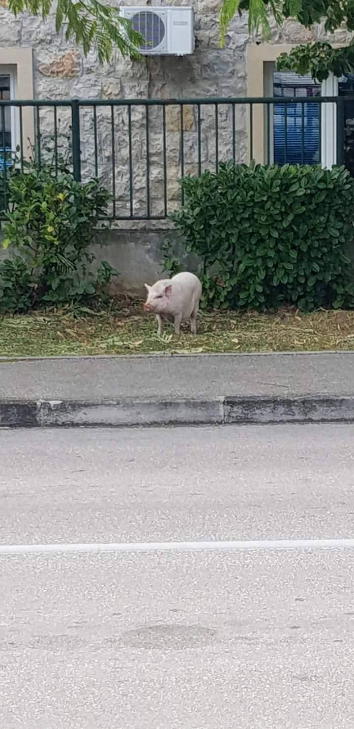 Izlet na sunce: Sinjani u centru grada hvatali odbjeglog 'Pigija'