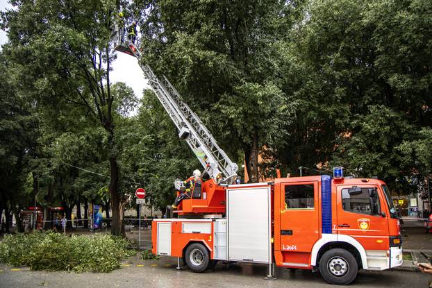 Pula: Srušeno napuklo stablo na Giardinima 