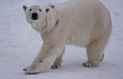 Polarni medvjed ubio muškarca kod kampa, napao ga u šatoru
