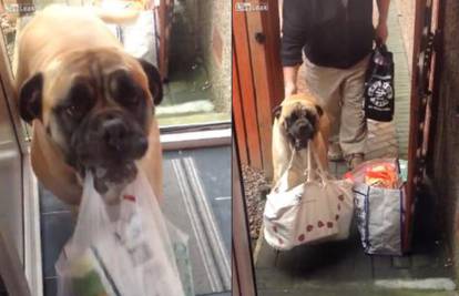 Pas za poželjeti: Millie ljudima pomaže unijeti stvari u kuću