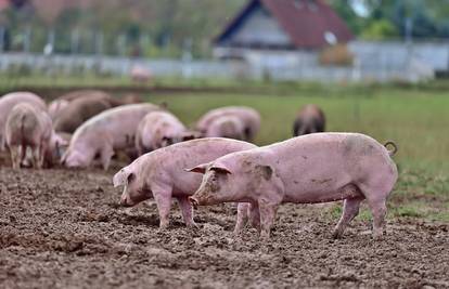 Vučković: 'Posljednji slučaj  afričke svinjske kuge zabilježen krajem studenog prošle godine'