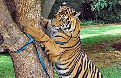 Pobjegao tigar težak 140 kg, ali je 'umiljat kao pas'
