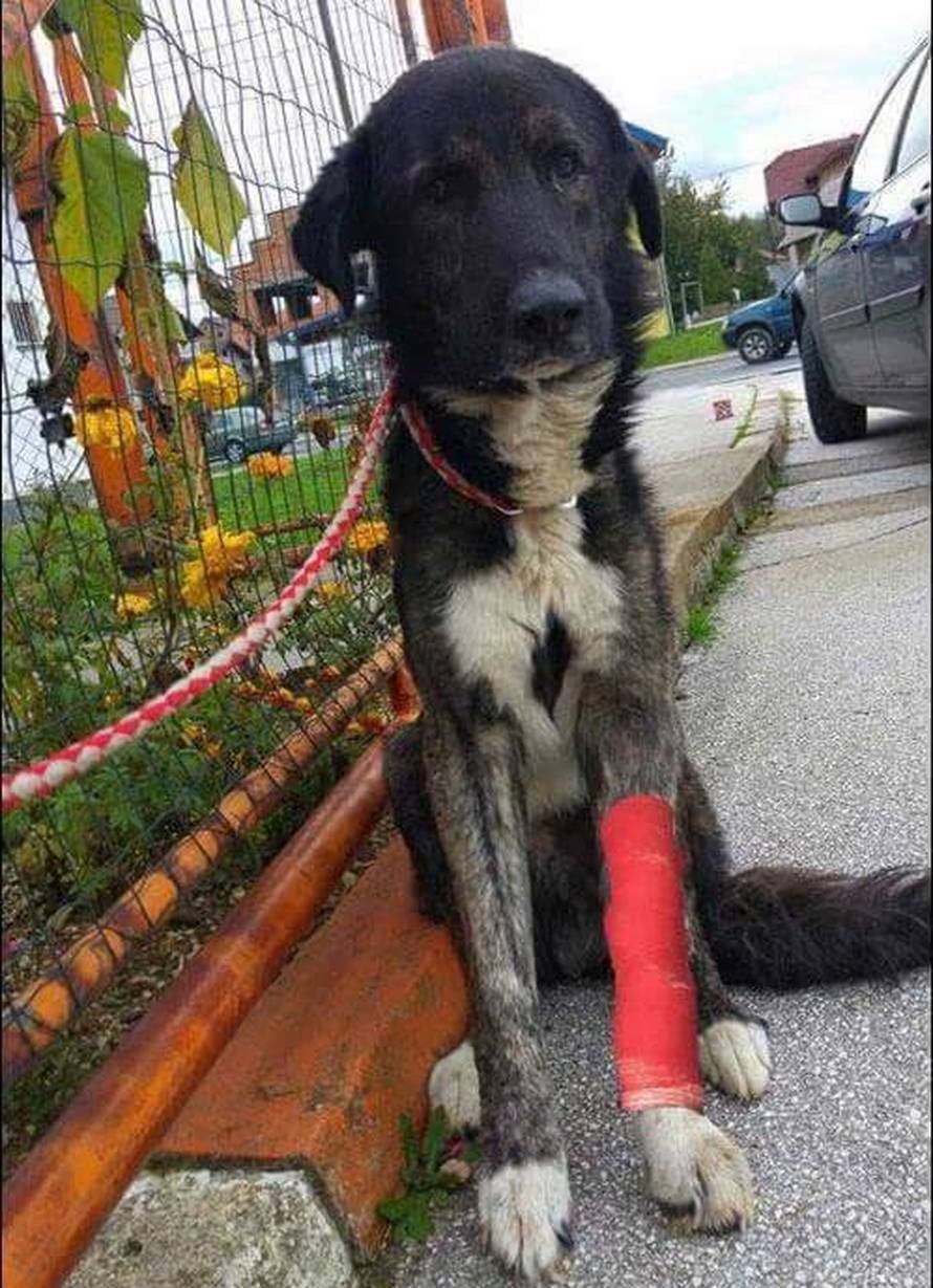 Konačno sreća: Lutalica Barni je topli dom pronašao u Kanadi