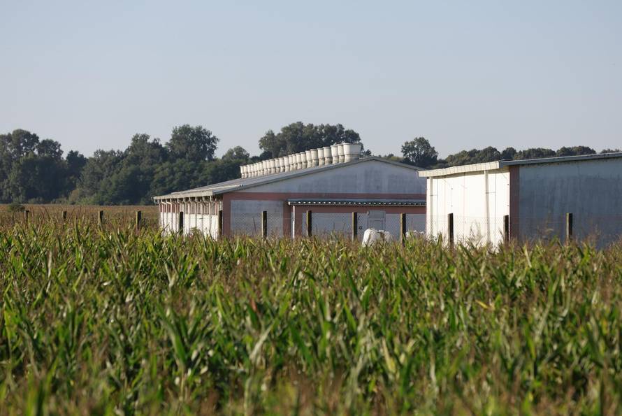 Sokolovac: Kreće eutanazija svinja, uvode se novi sigurnosni protokoli