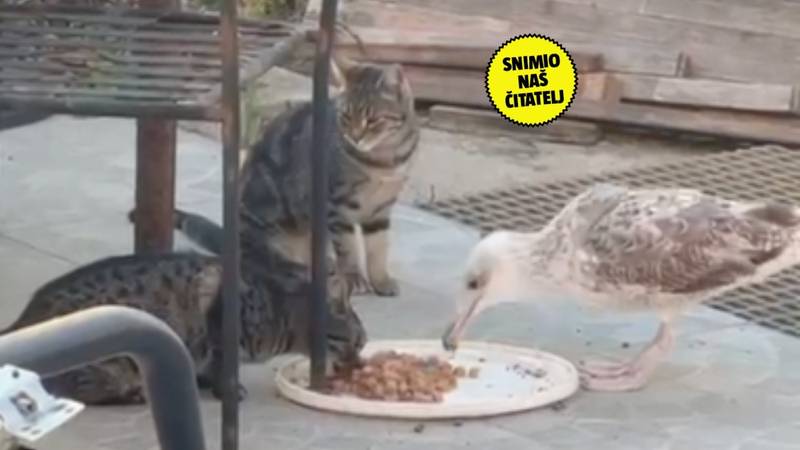 NEVJEROJATNO Mladi galeb se udomaćio na ručku s mačkama: 'Navikle su, zna ih i kljucnuti'